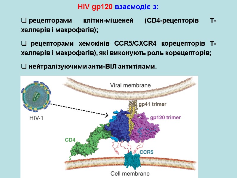 HIV gp120 взаємодіє з:  рецепторами клітин-мішеней (CD4-рецепторів Т-хелперів і макрофагів);   рецепторами